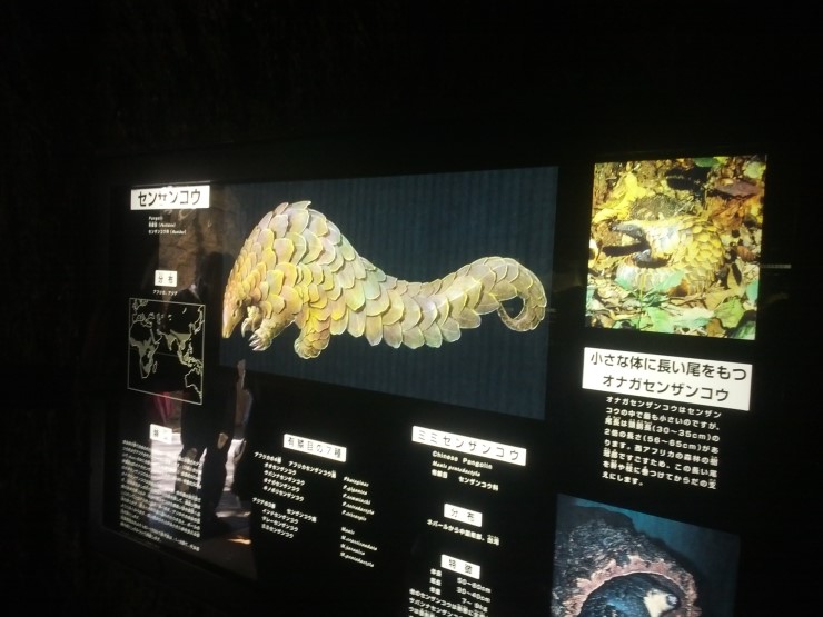 Chinese pangolin sign in Ueno zoo