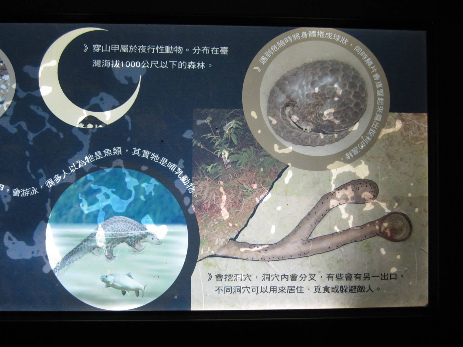 Chinese Pangolin sign