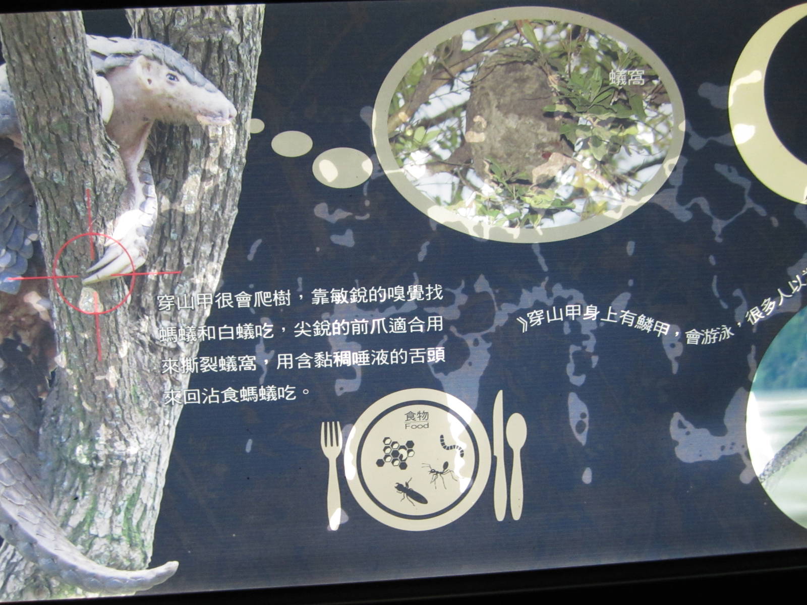 Chinese Pangolin sign