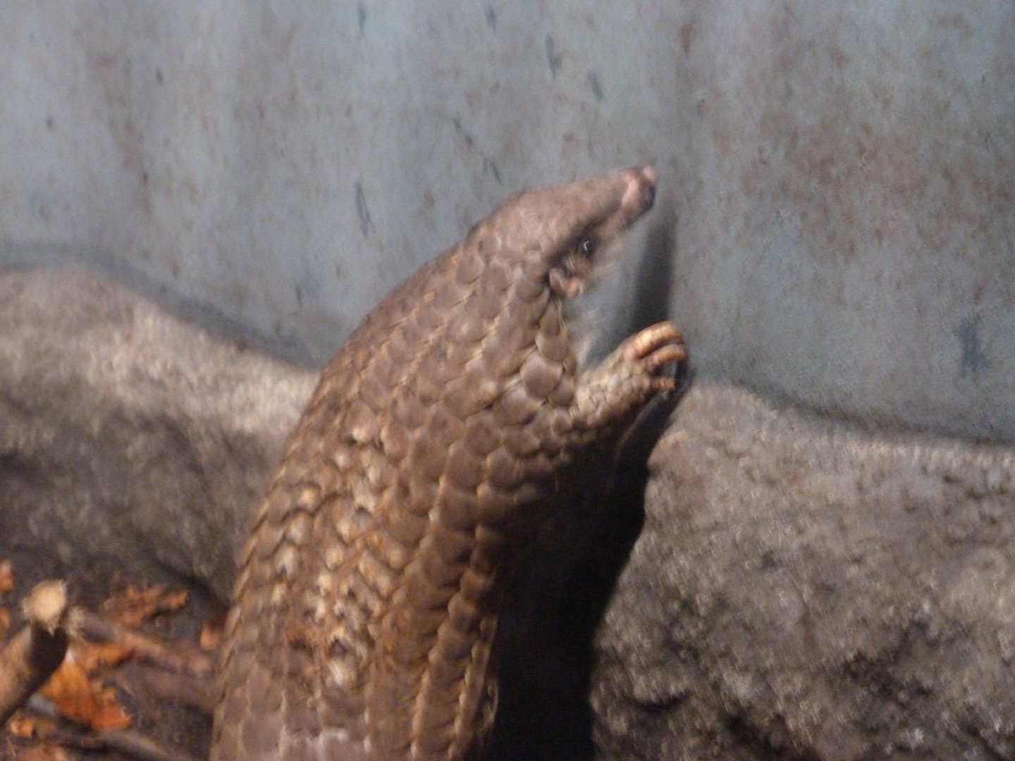 Chinese pangolin -Zoo Praha (2025)