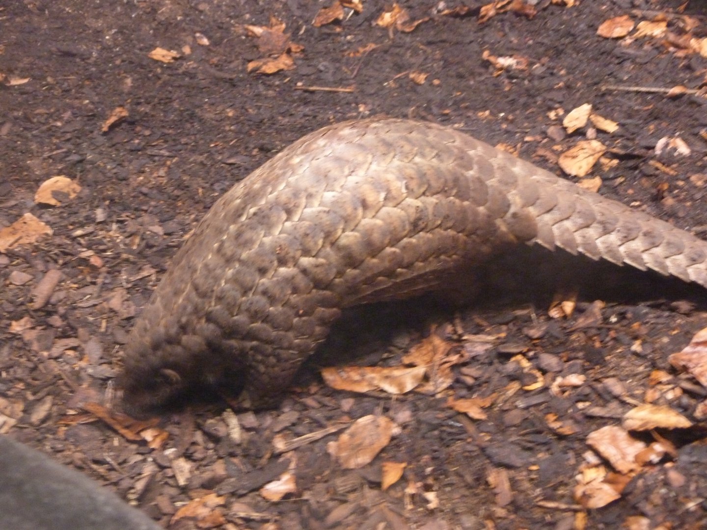 Chinese pangolin -Zoo Praha (2025)