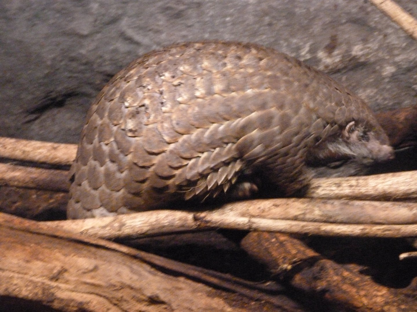Chinese pangolin -Zoo Praha (2025)