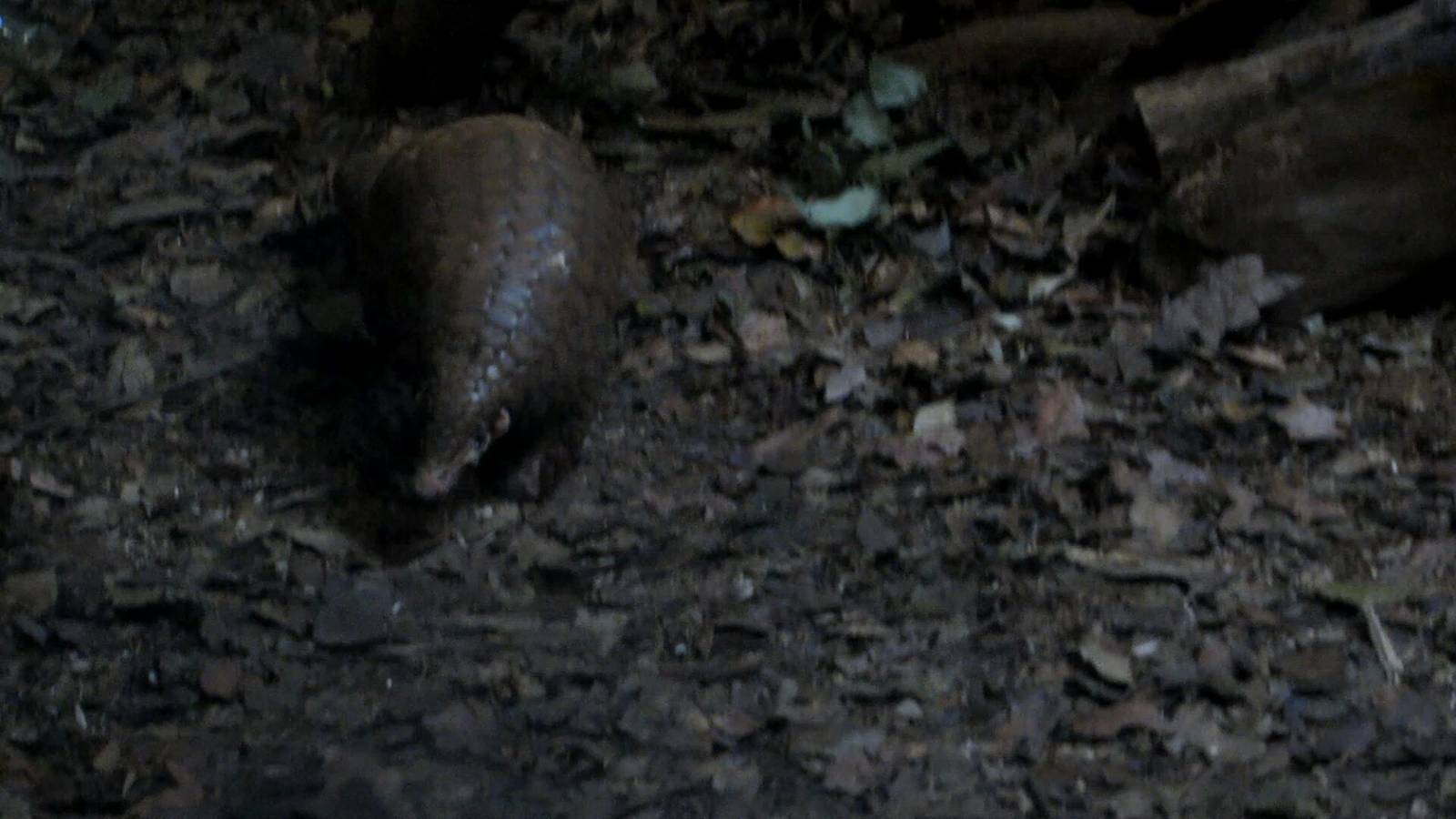 Chinese Pangolin