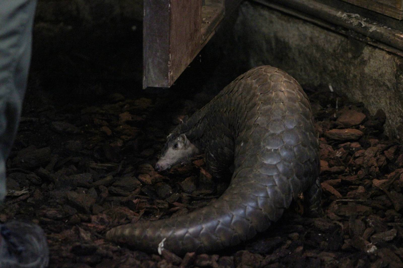 Chinese pangolin