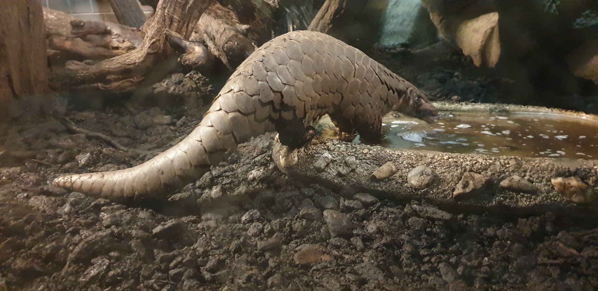 Chinese Pangolin