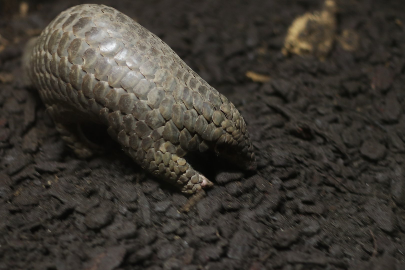 Chinese pangolin