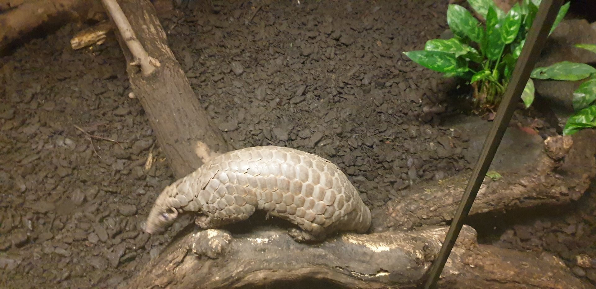 Chinese Pangolin