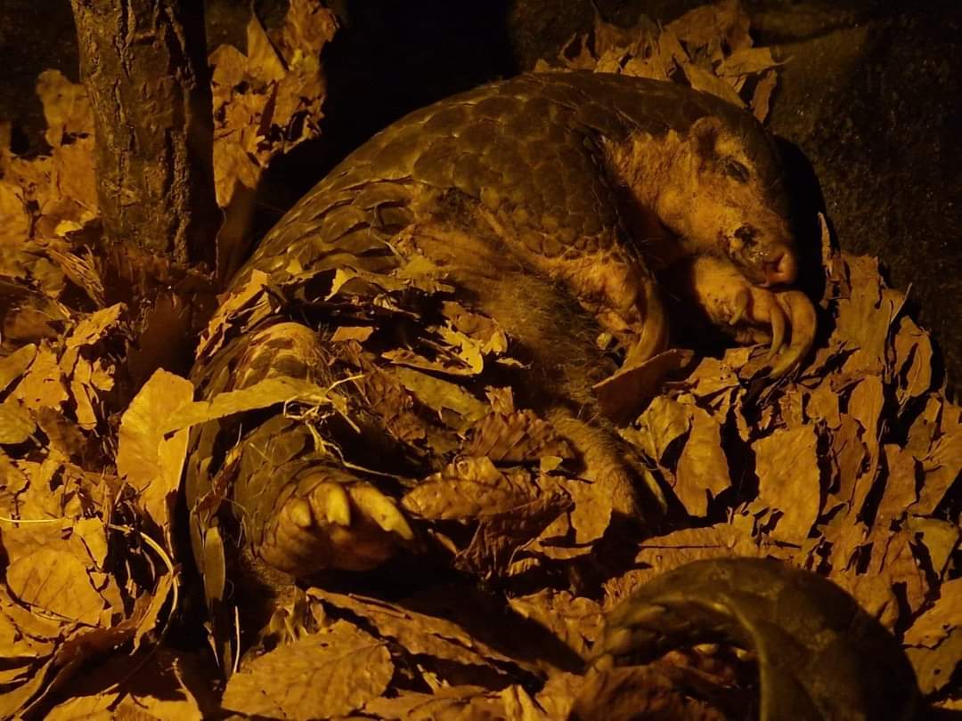 Chinese Pangolin