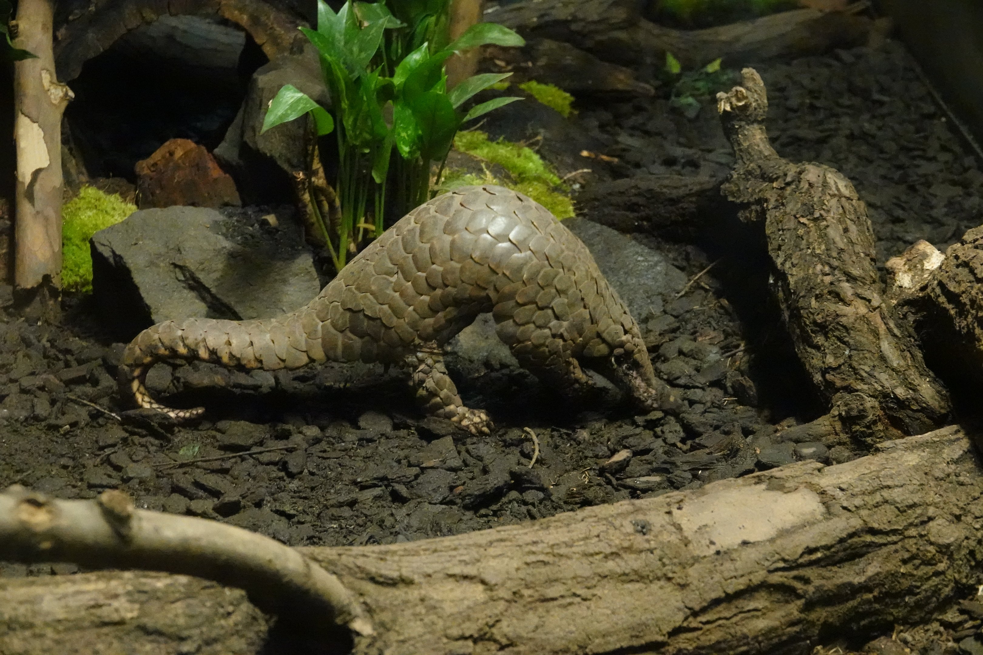 Chinese pangolin