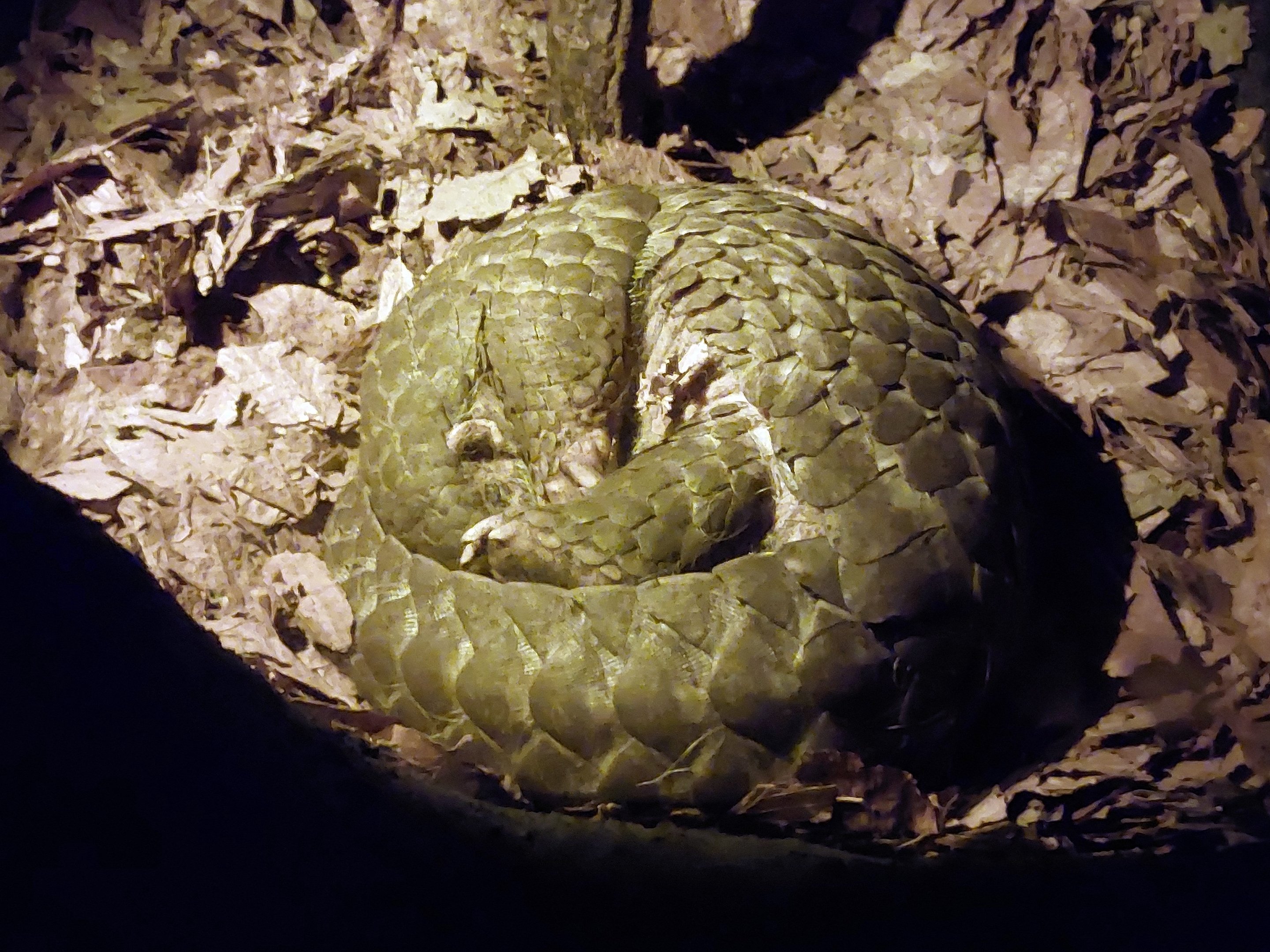 Chinese pangolin