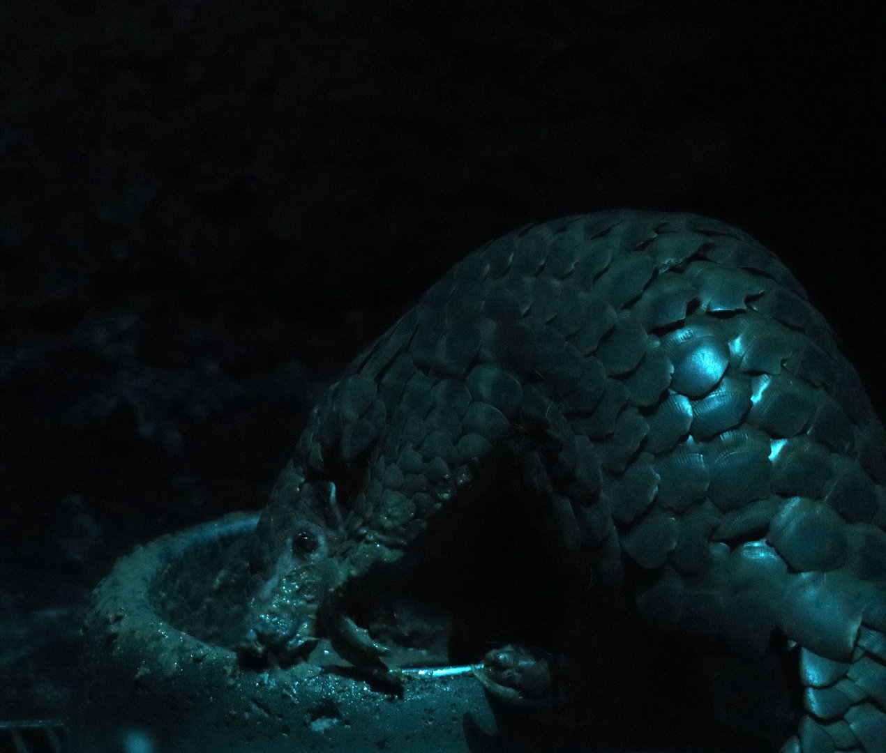 Chinese pangolin