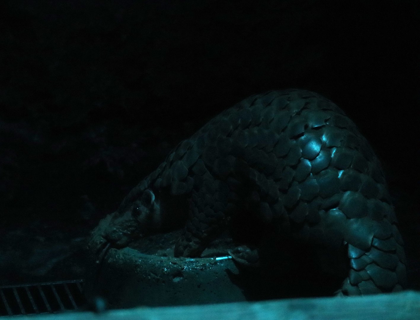 Chinese pangolin