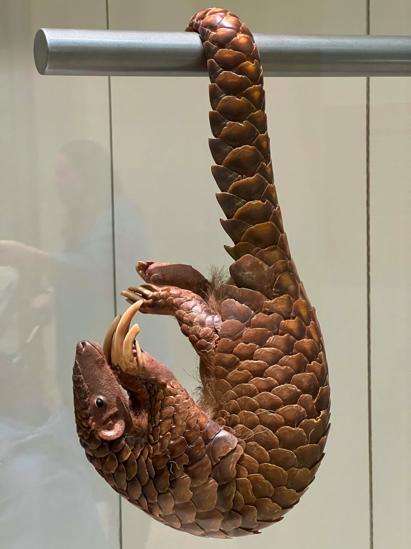 Chinese Pangolin