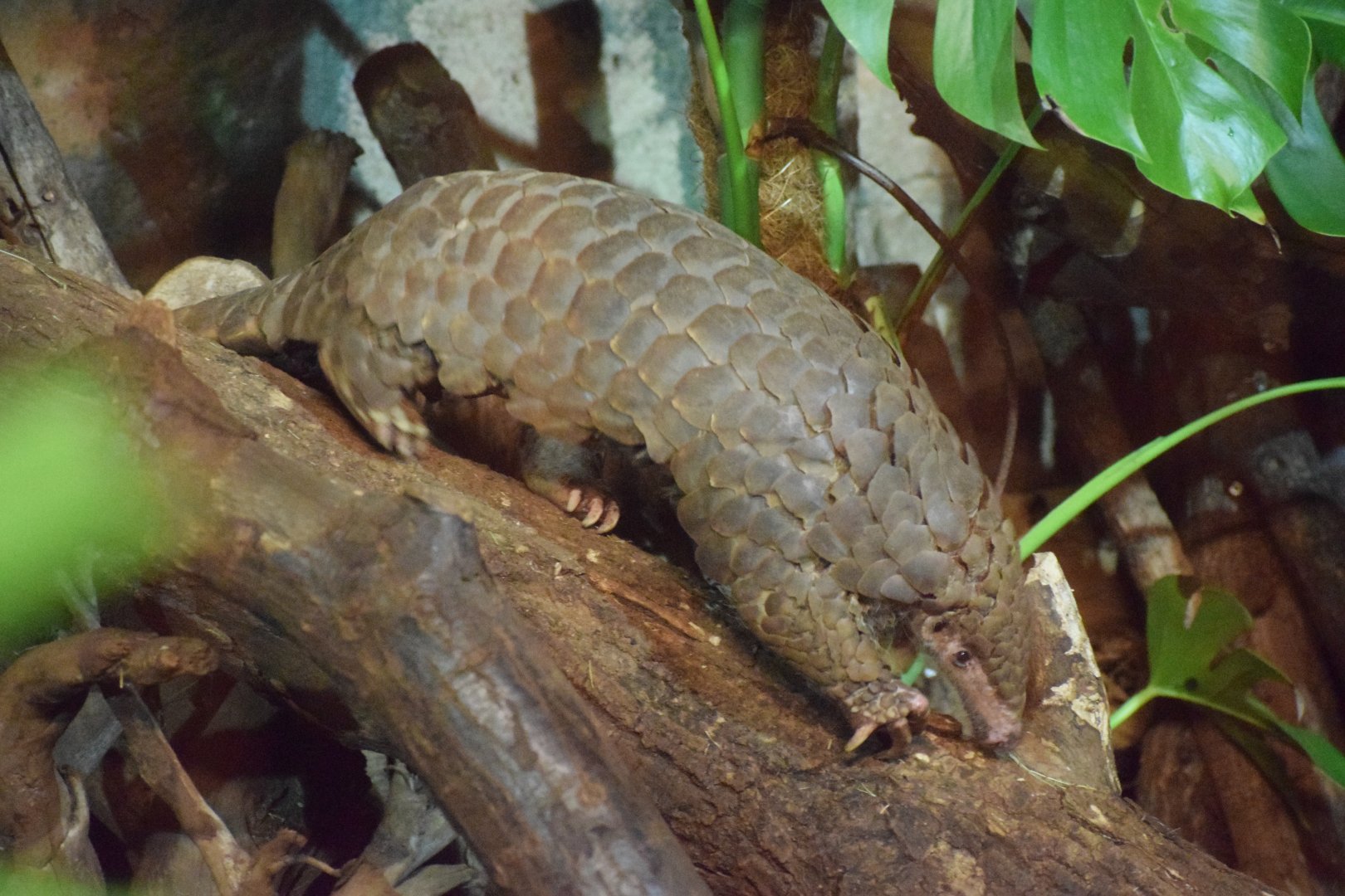 Chinese pangolin