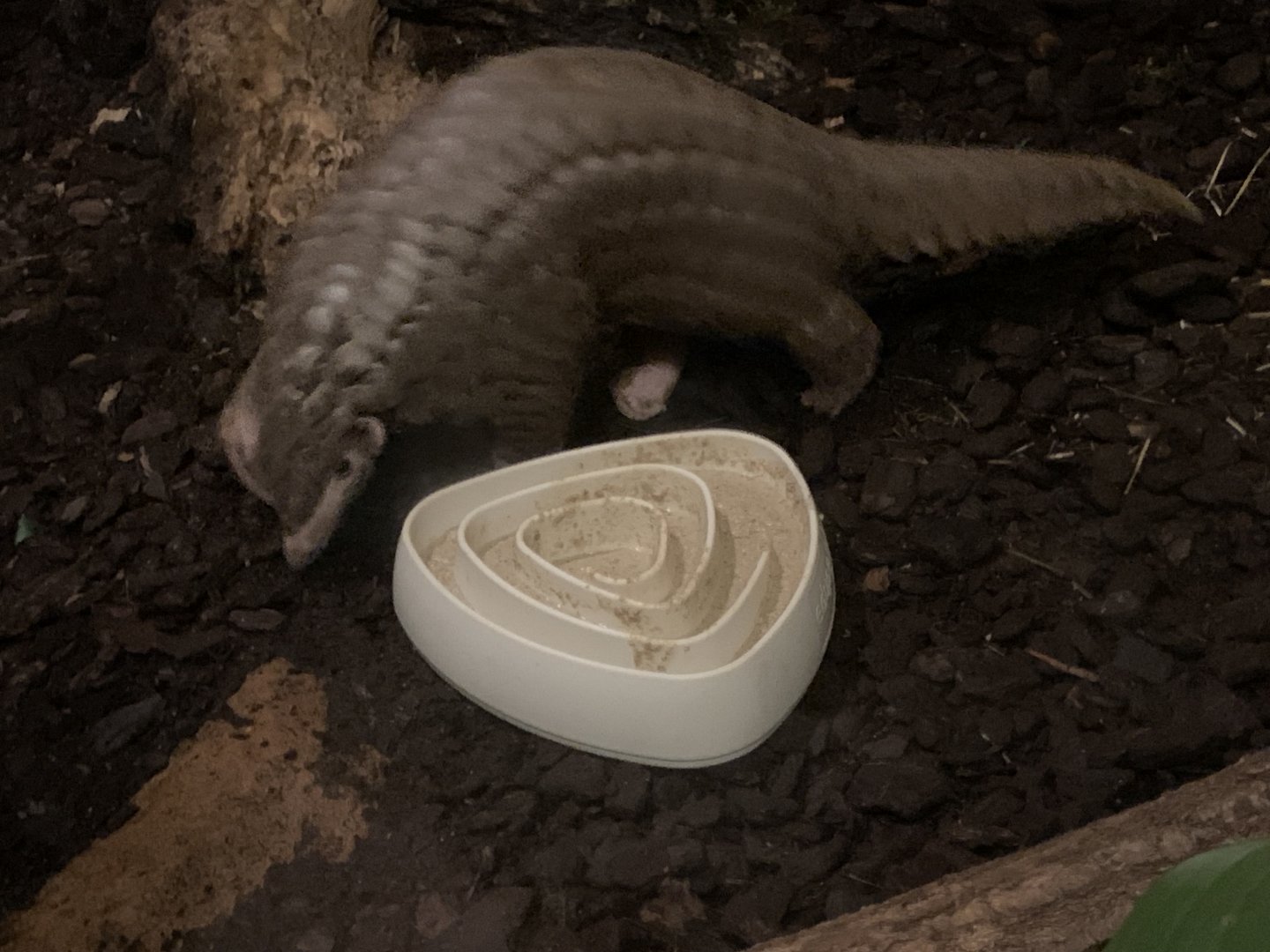 Chinese pangolin