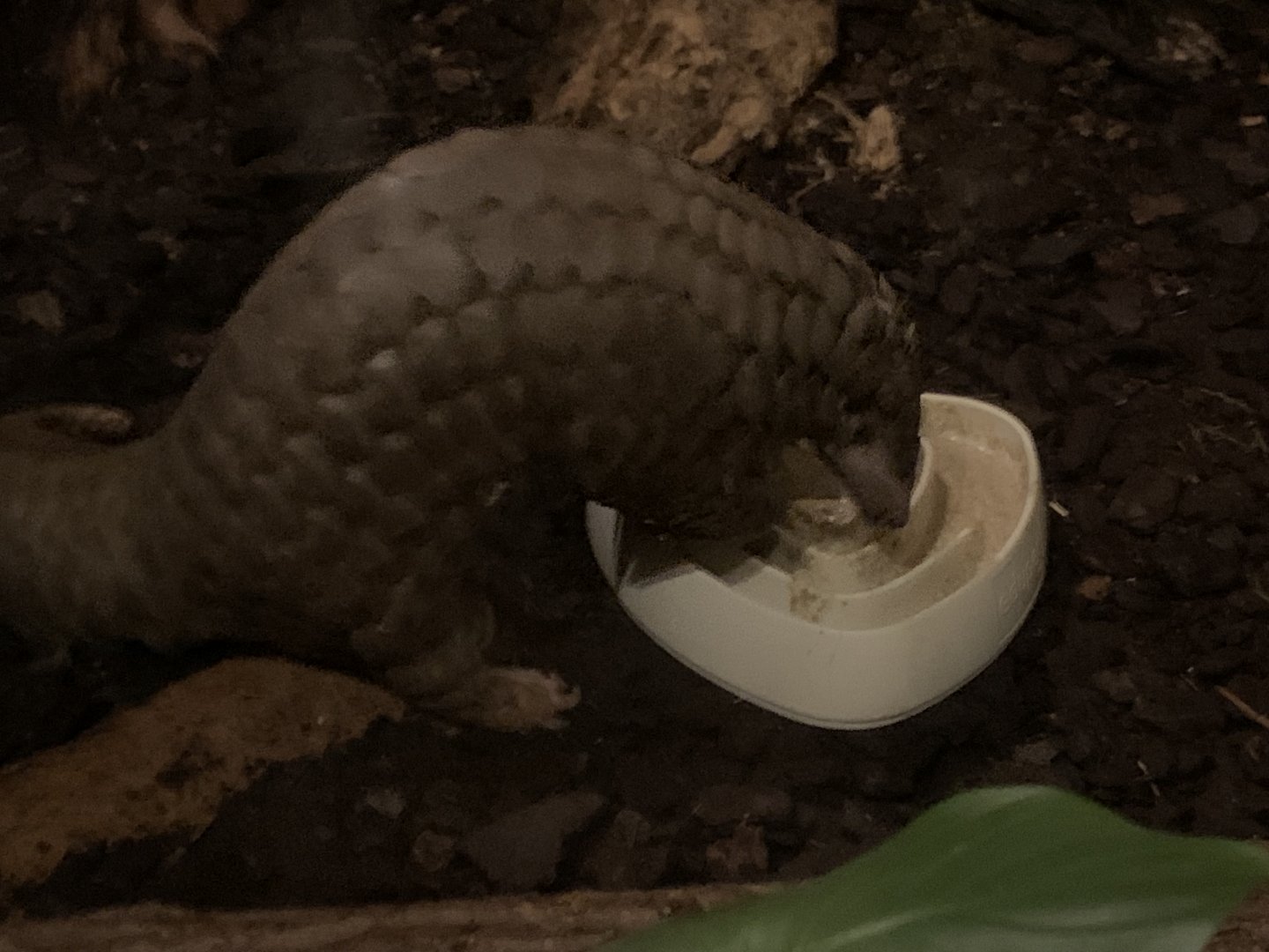 Chinese pangolin