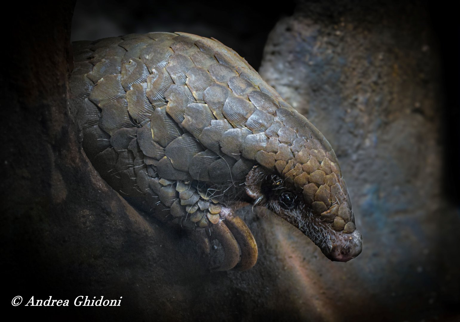 Chinese pangolin