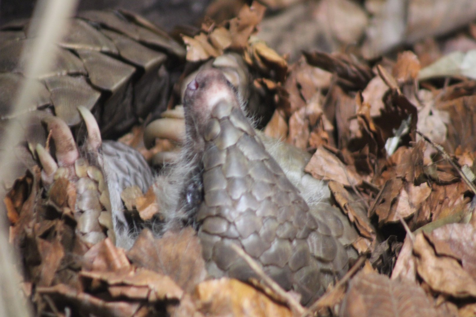 Chinese Pangolin