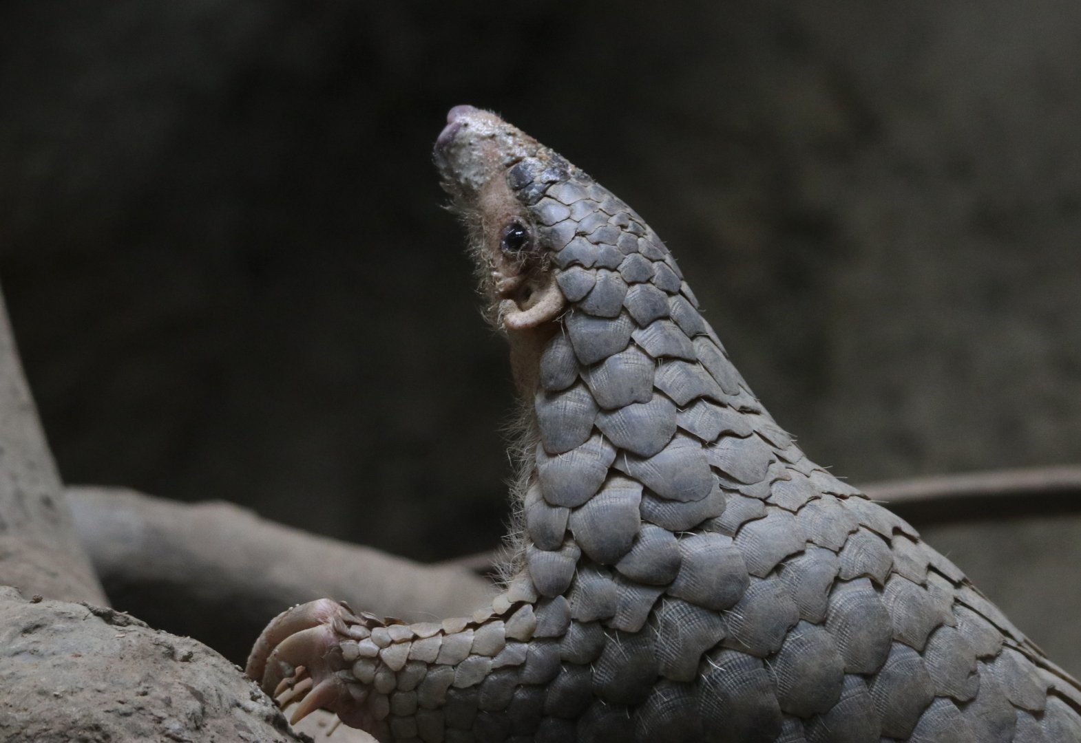 Chinese pangolin