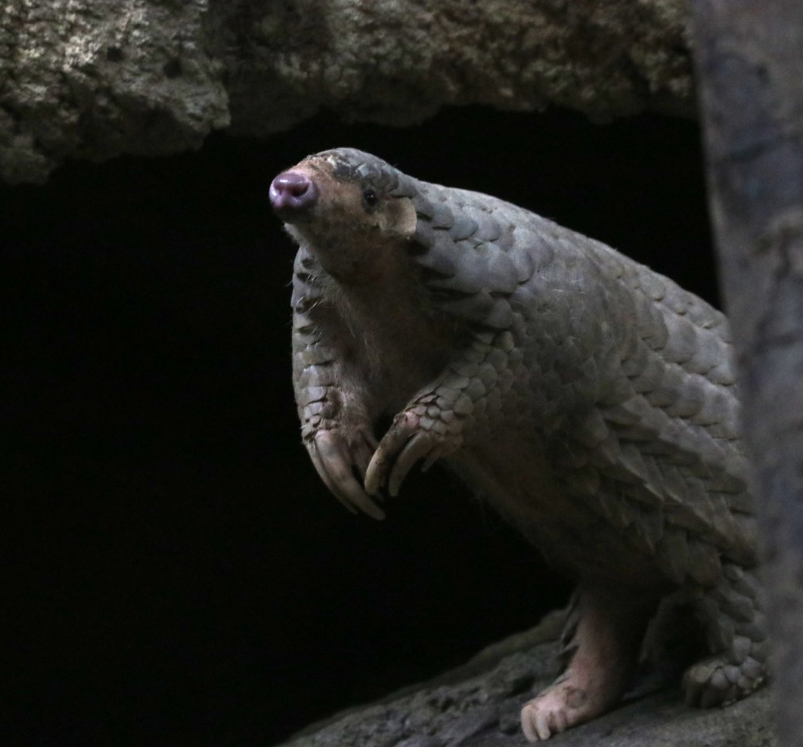 Chinese Pangolin
