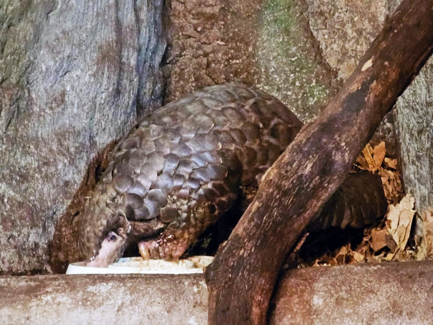 Chinese Pangolin