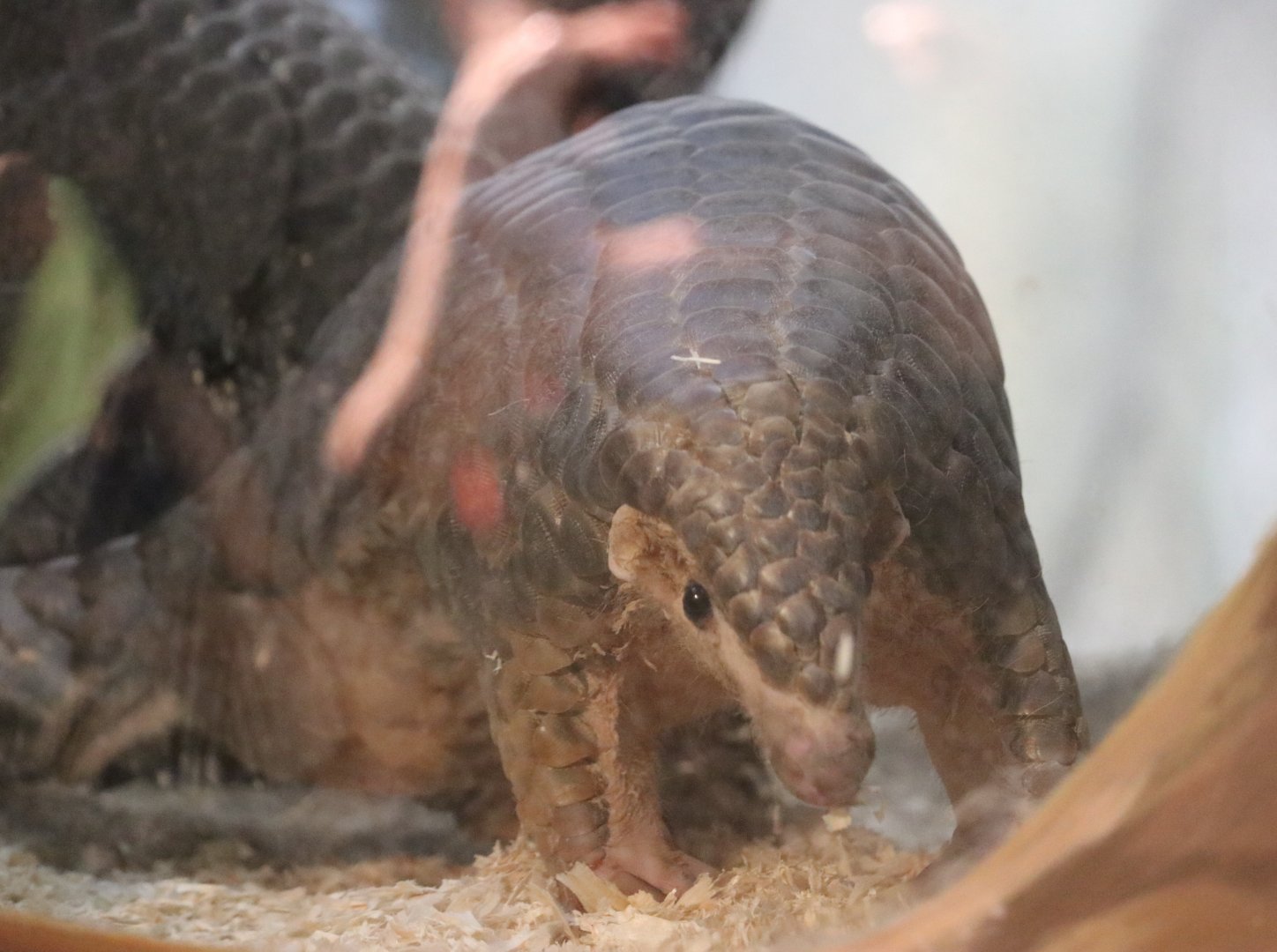 Chinese Pangolin
