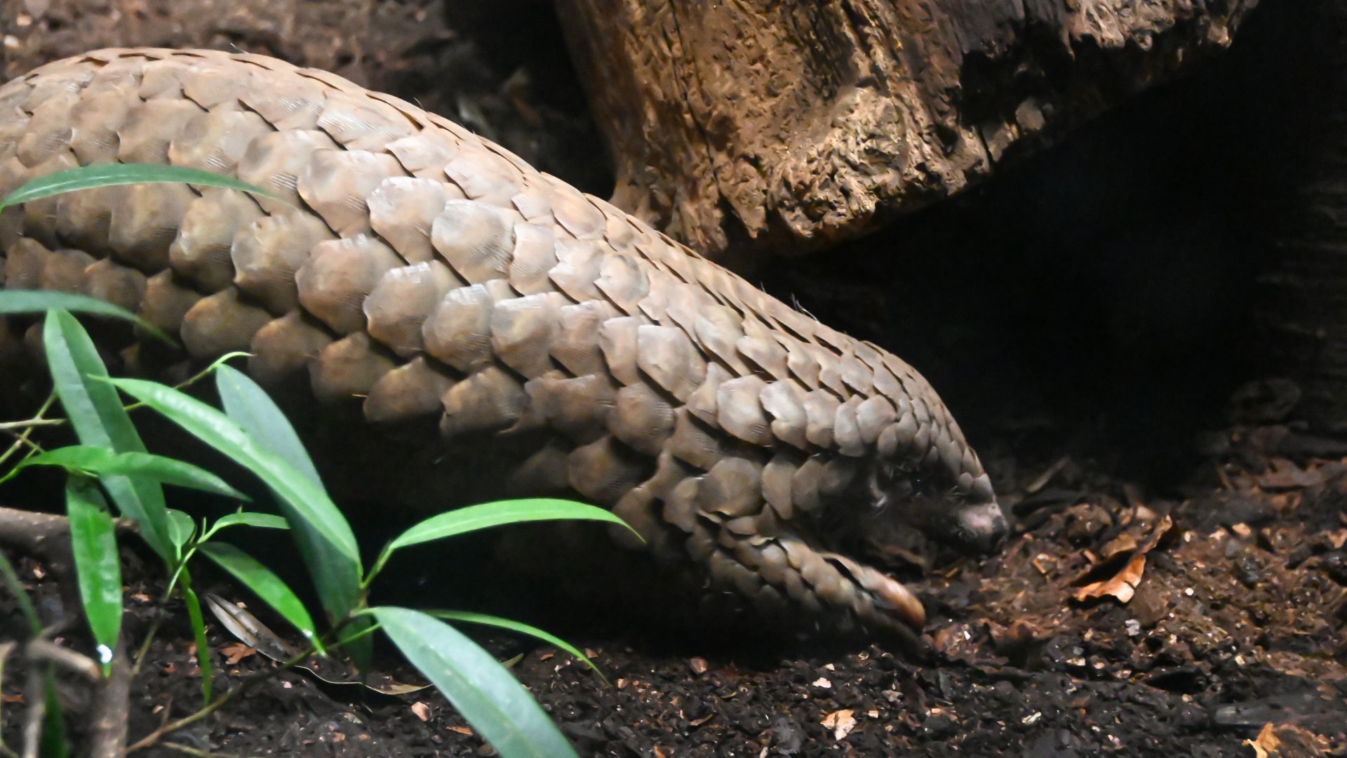 Chinese pangolin