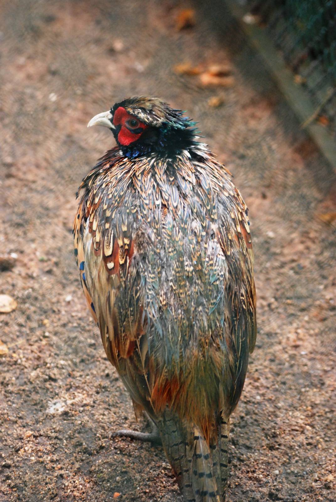 Chinese Pheasant at Pilsen, 31/08/12