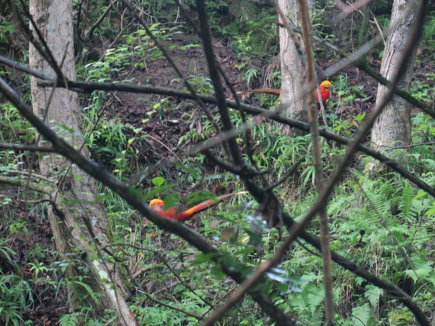 Chinese pheasant (Chrysolophus pictus)
