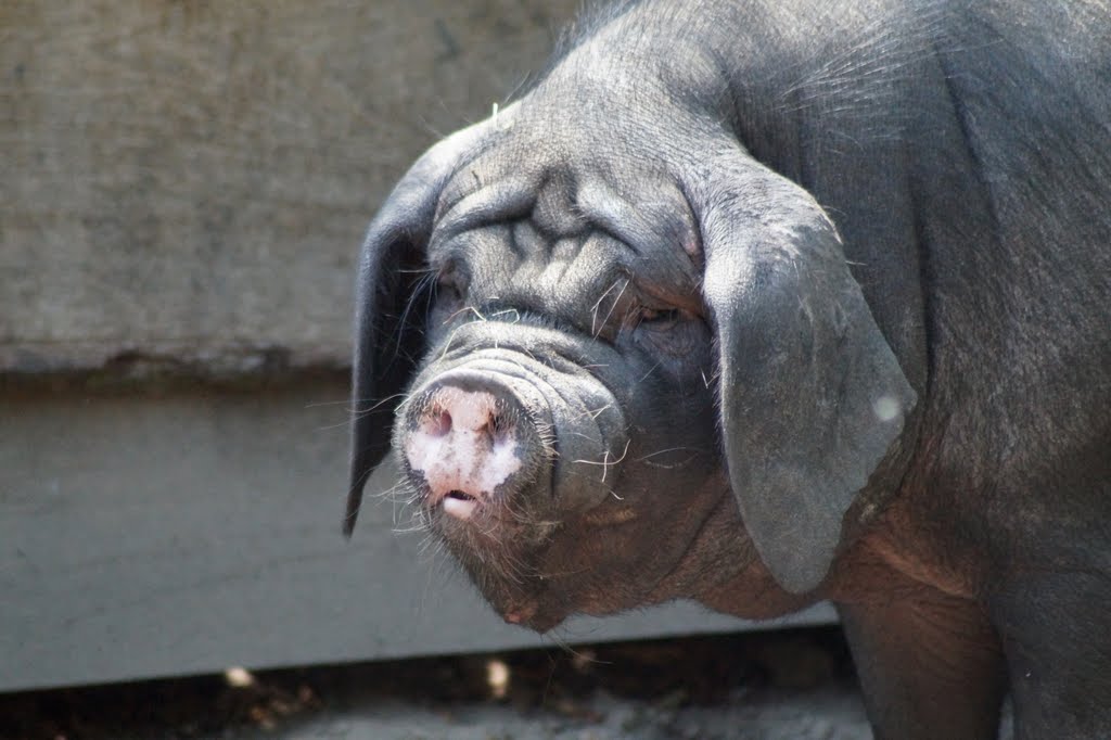 Chinese pig