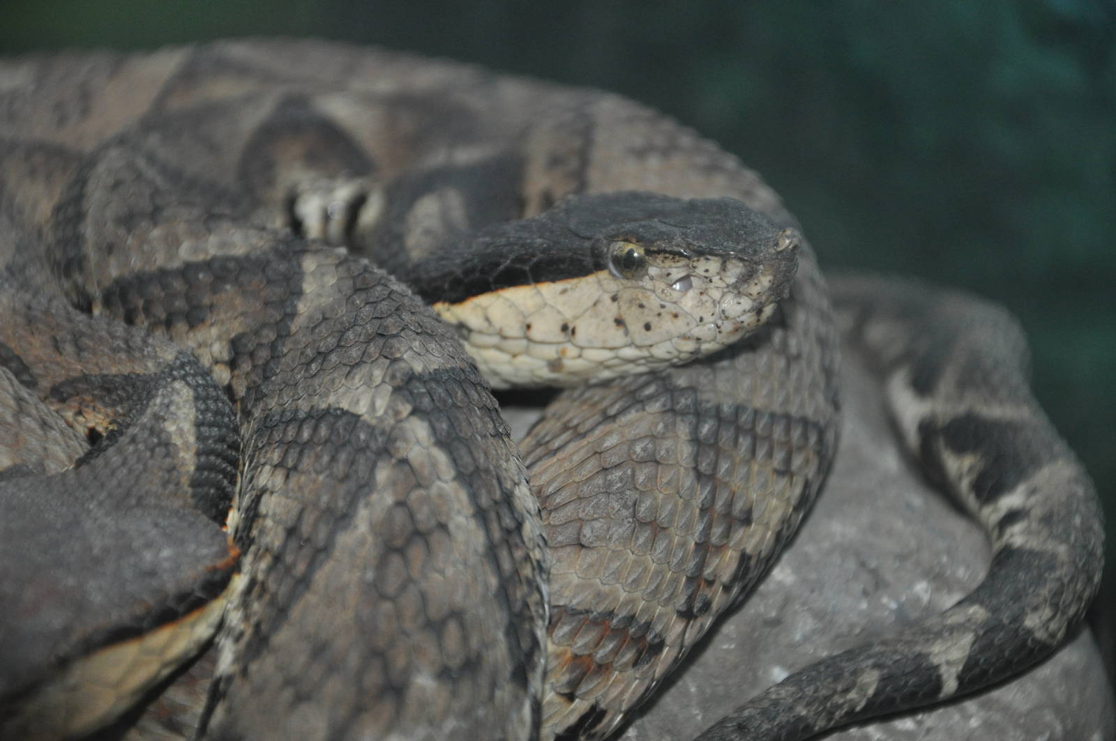 Chinese pit viper/ Deinagkistrodon acutus