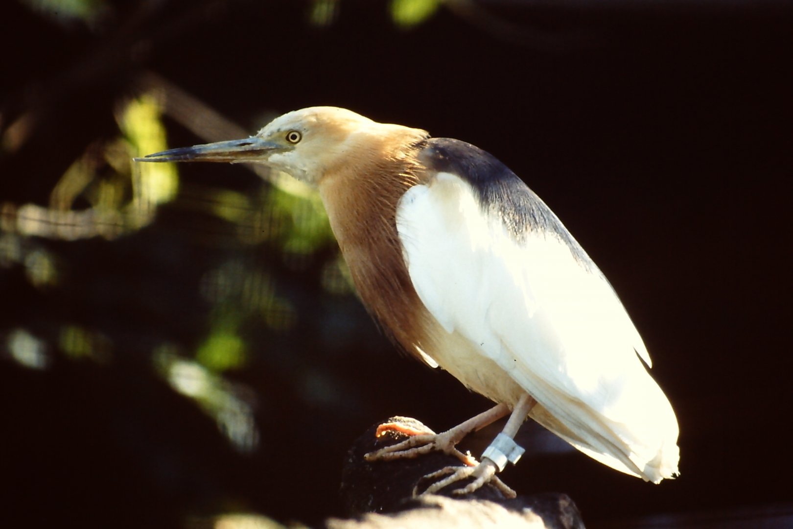 Chinese Pond Heron (Ardeola bacchus) Blackbrook 2010
