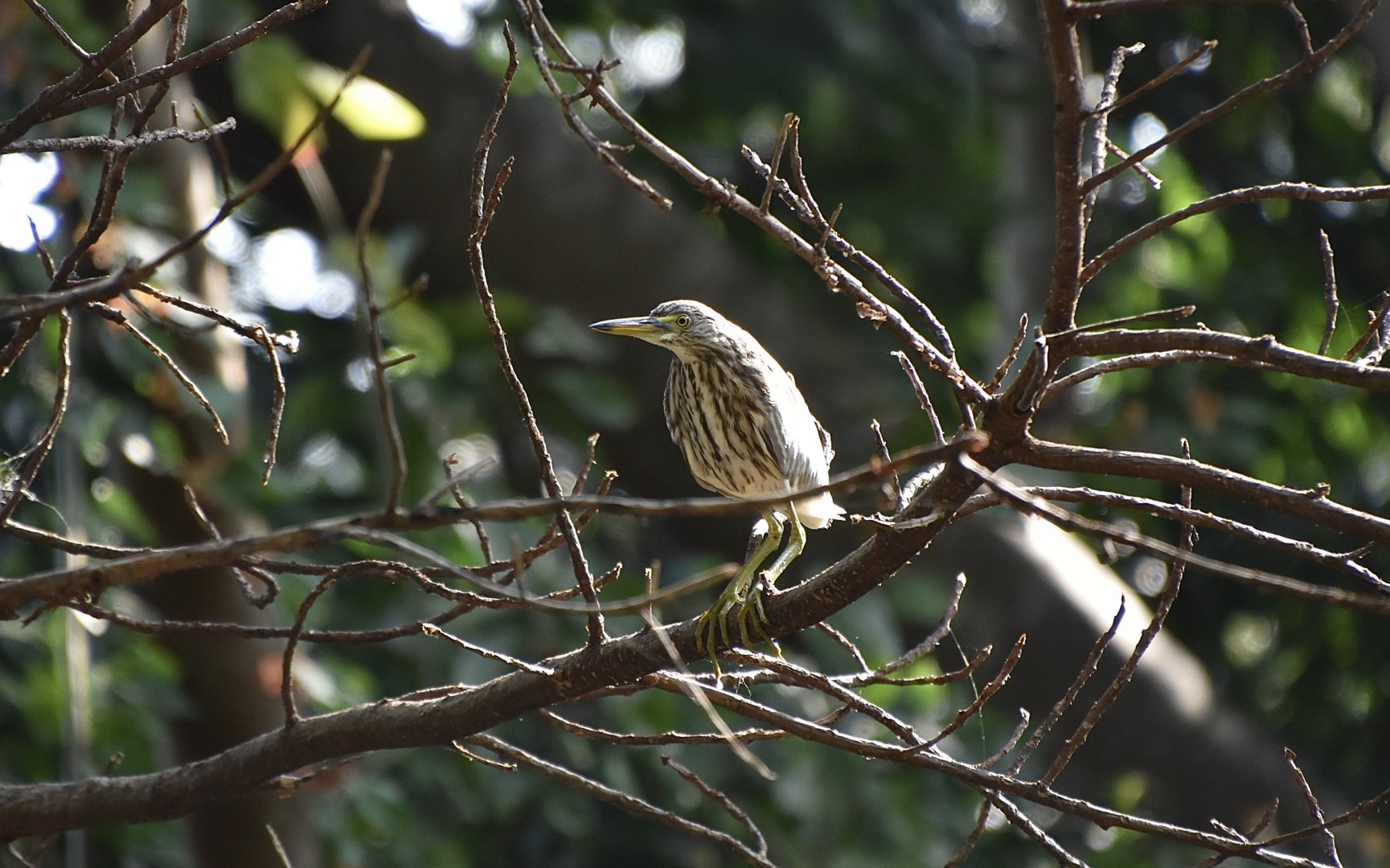 Chinese Pond Heron (Ardeola bacchus) - wild in nonbreeding plumage