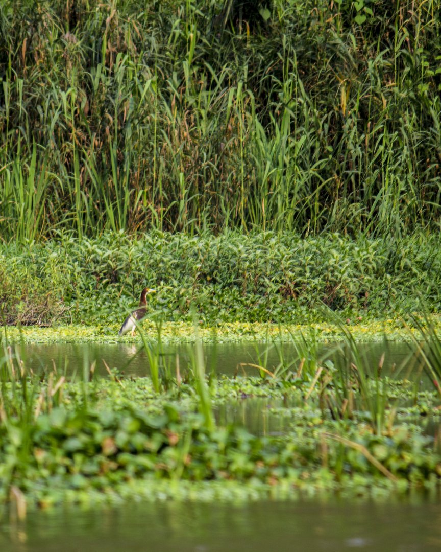 Chinese pond heron, Ardeola bacchus