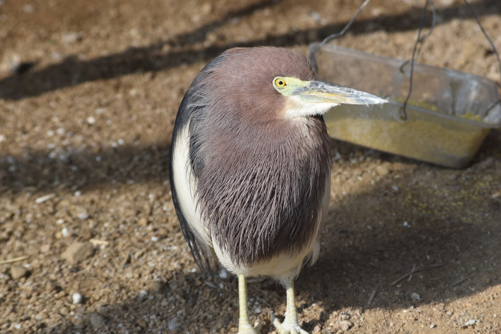 Chinese pond heron (Ardeola bacchus)