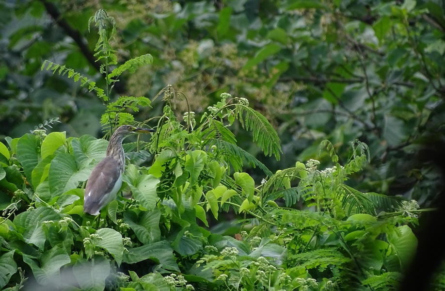 Chinese Pond-Heron (Ardeola bacchus)