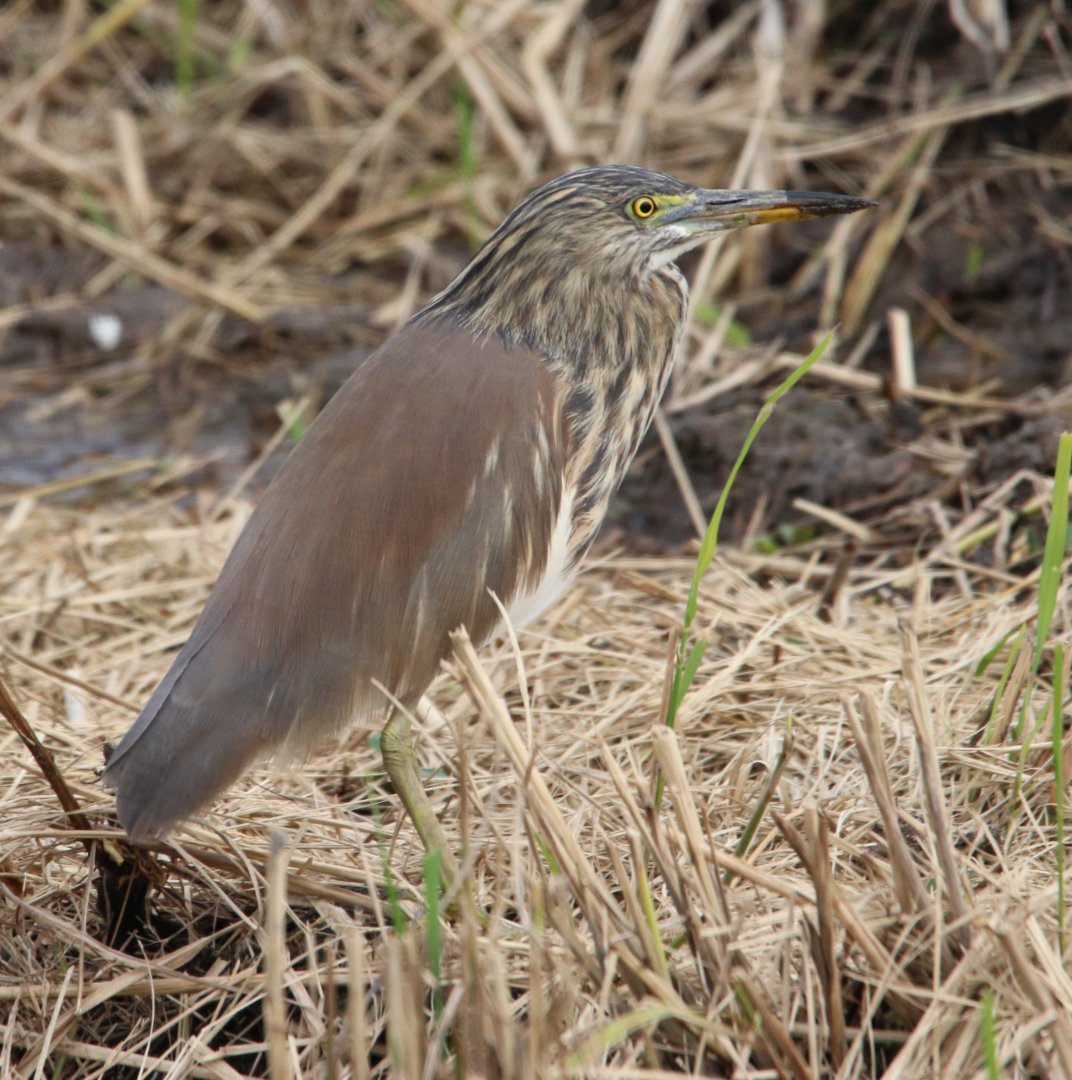 Chinese Pond-heron (Ardeola bacchus)