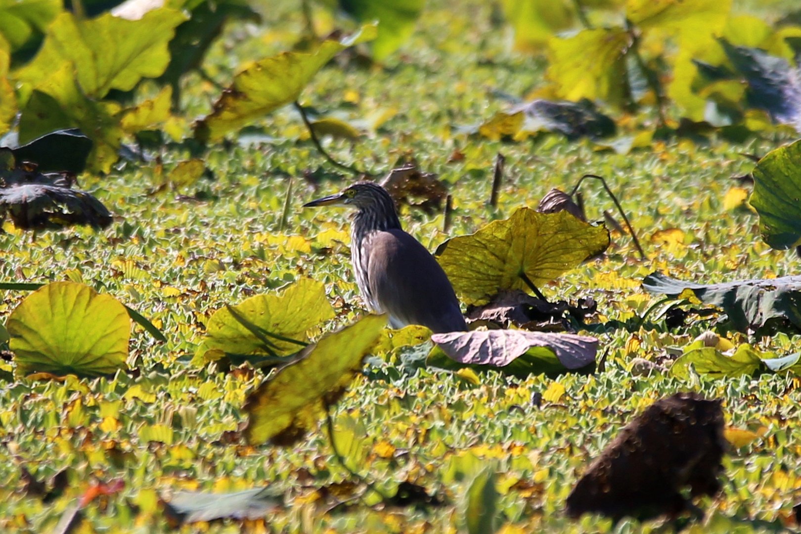 Chinese Pond Heron (Ardeola bacchus)