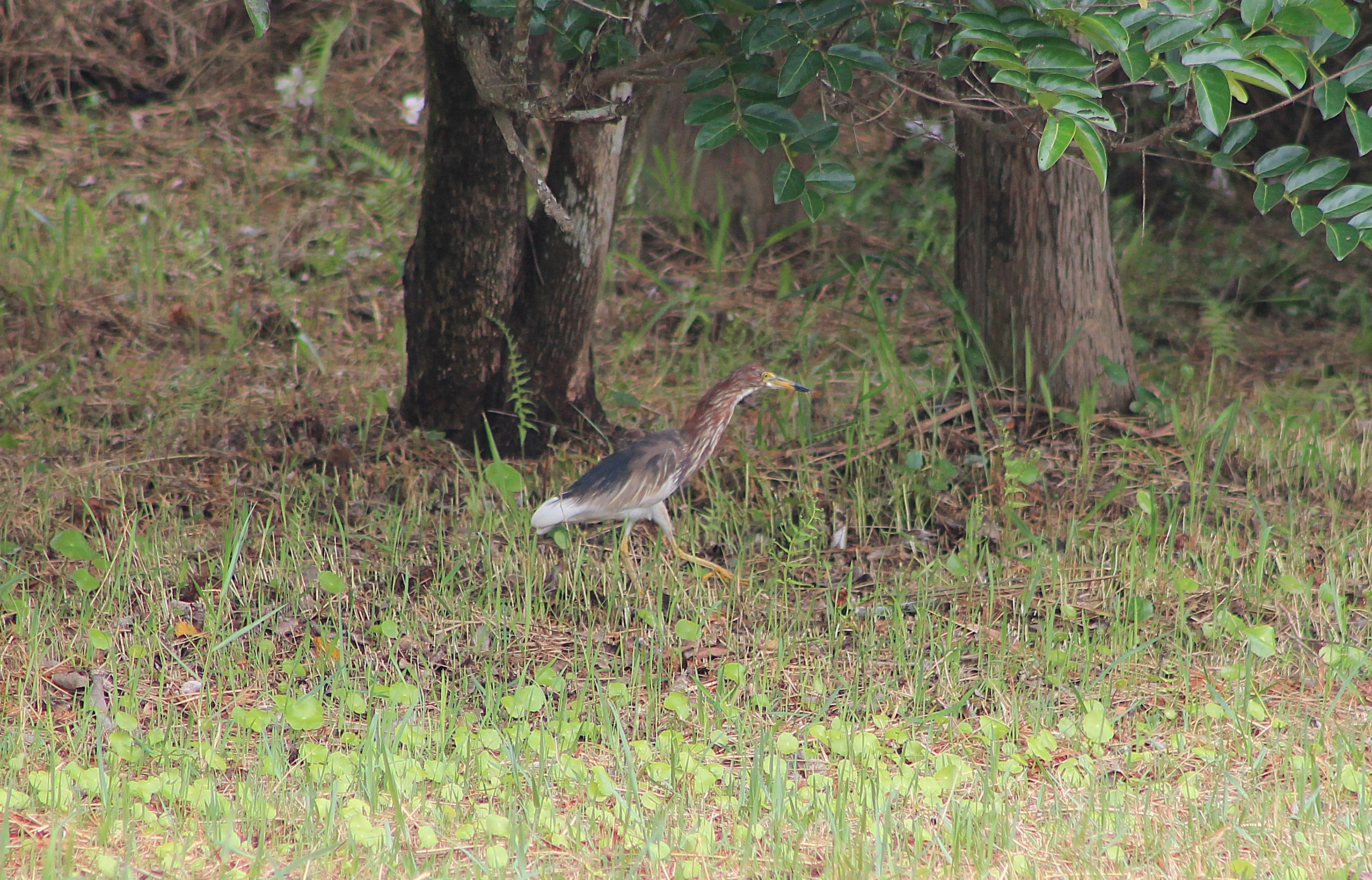 Chinese Pond Heron (Ardeola bacchus)