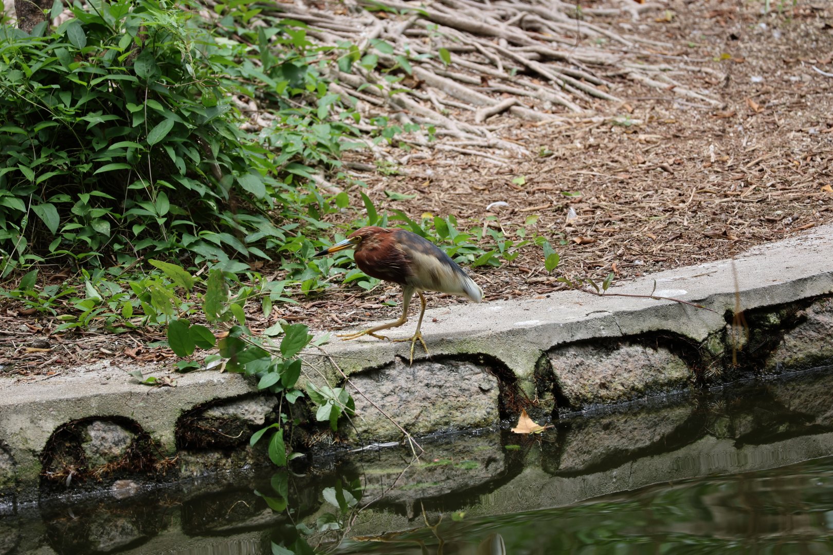 Chinese pond heron (Ardeola bacchus)