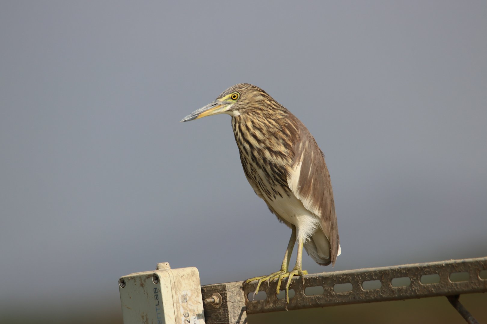 Chinese Pond-heron (Ardeola bacchus)