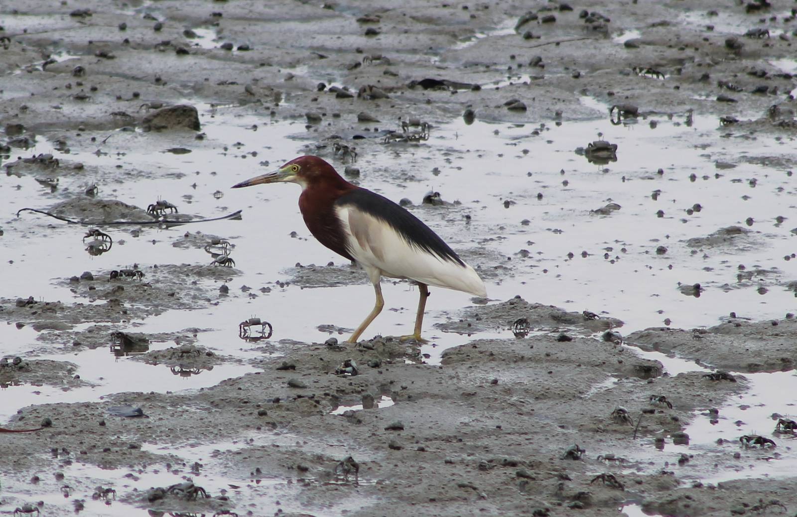 Chinese pond heron (Ardeola baccus)