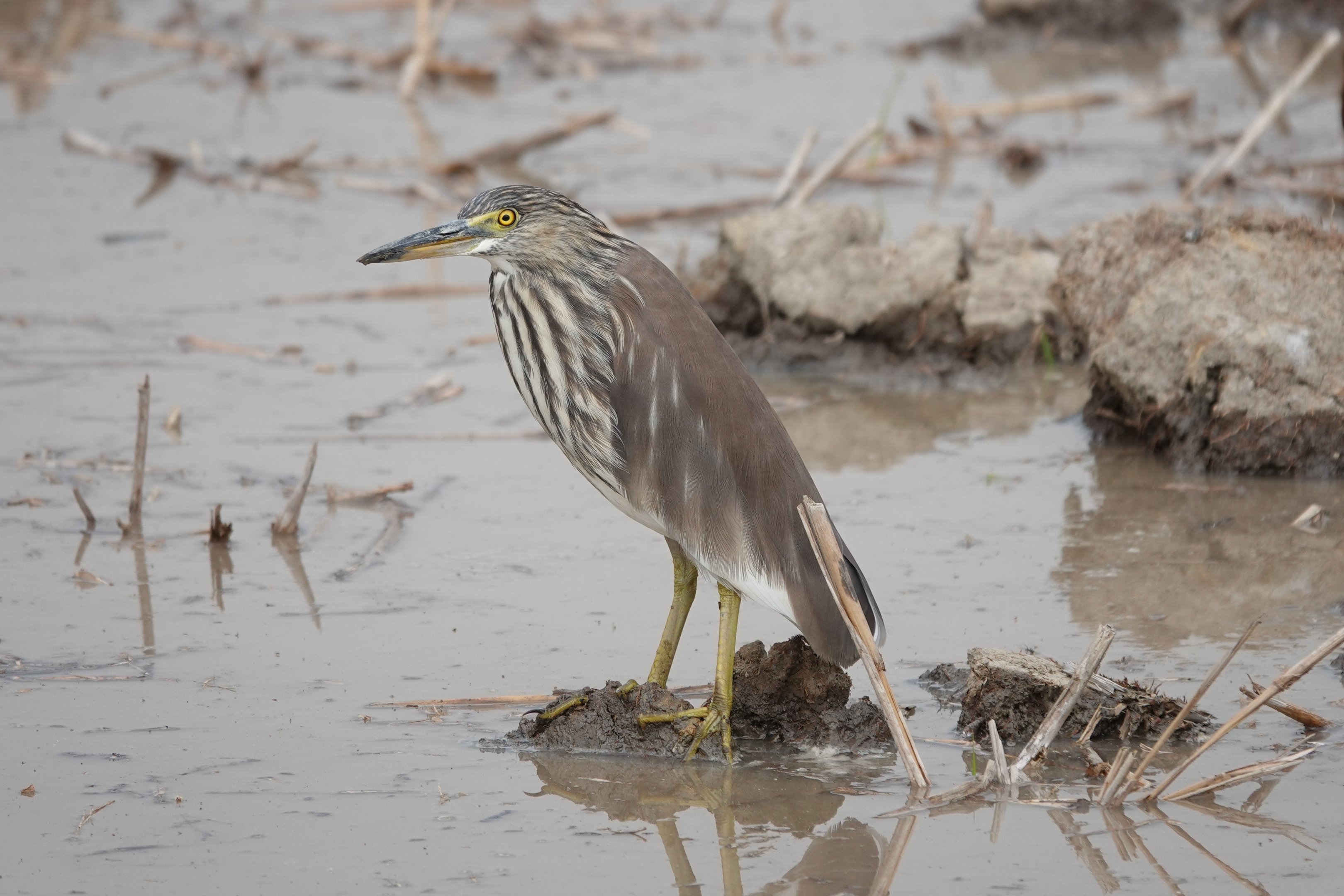 Chinese Pond-Heron
