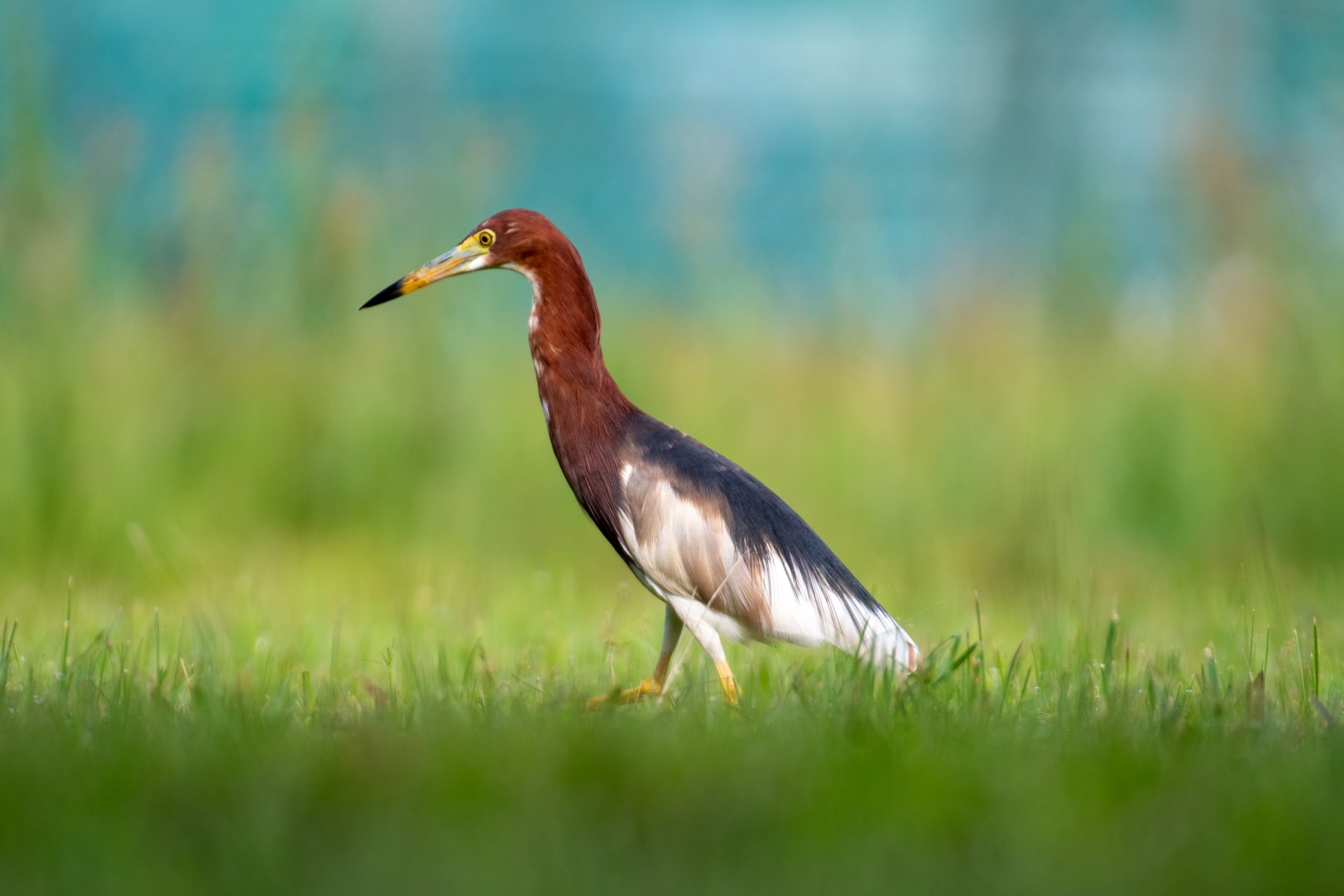 Chinese Pond Heron