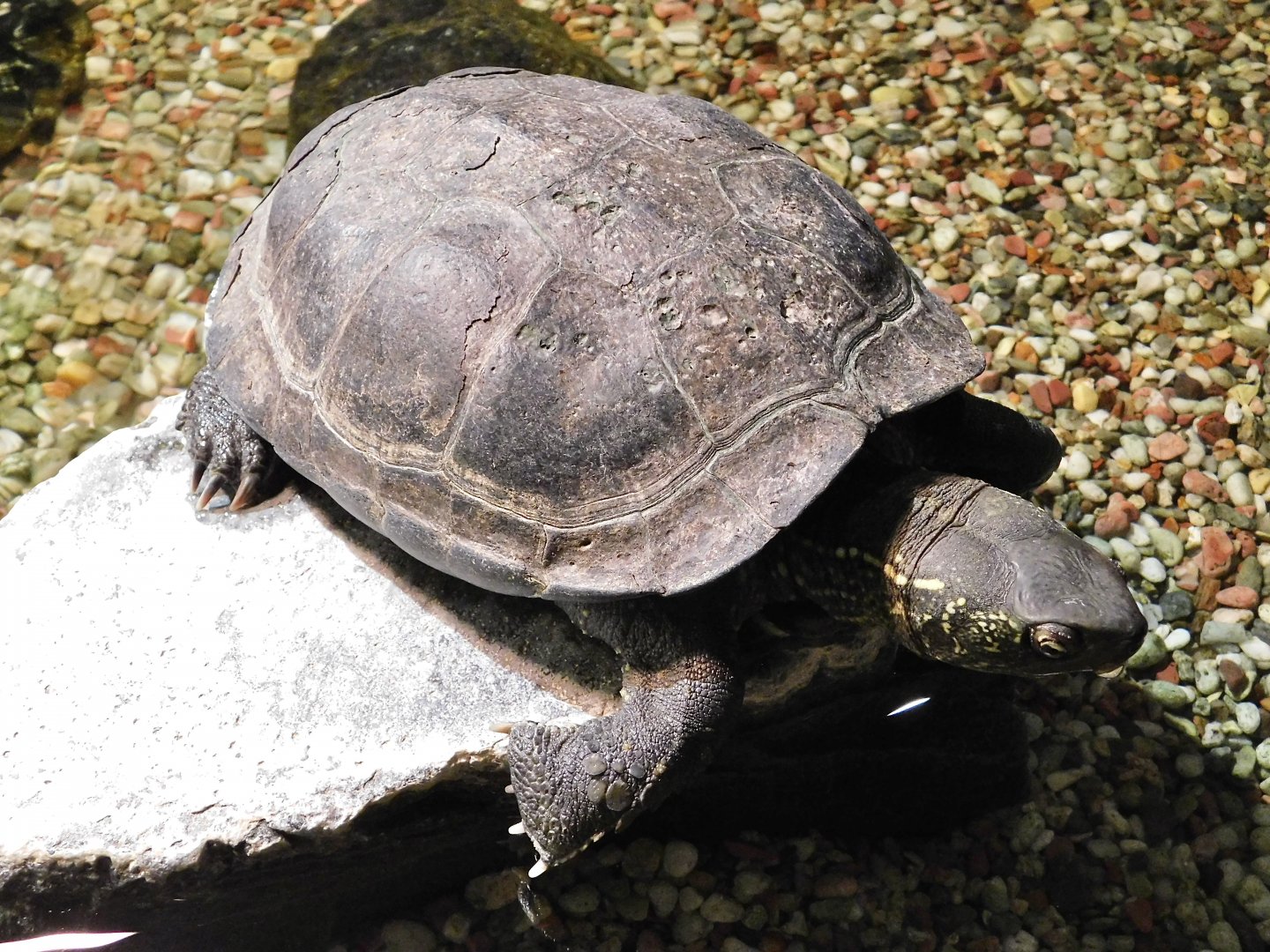 Chinese Pond Turtle (Mauremys reevesii) October 18, 2025