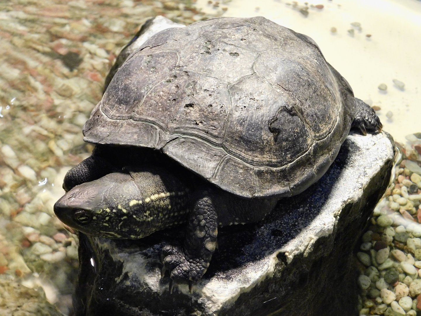 Chinese Pond Turtle (Mauremys reevesii) September 13, 2025