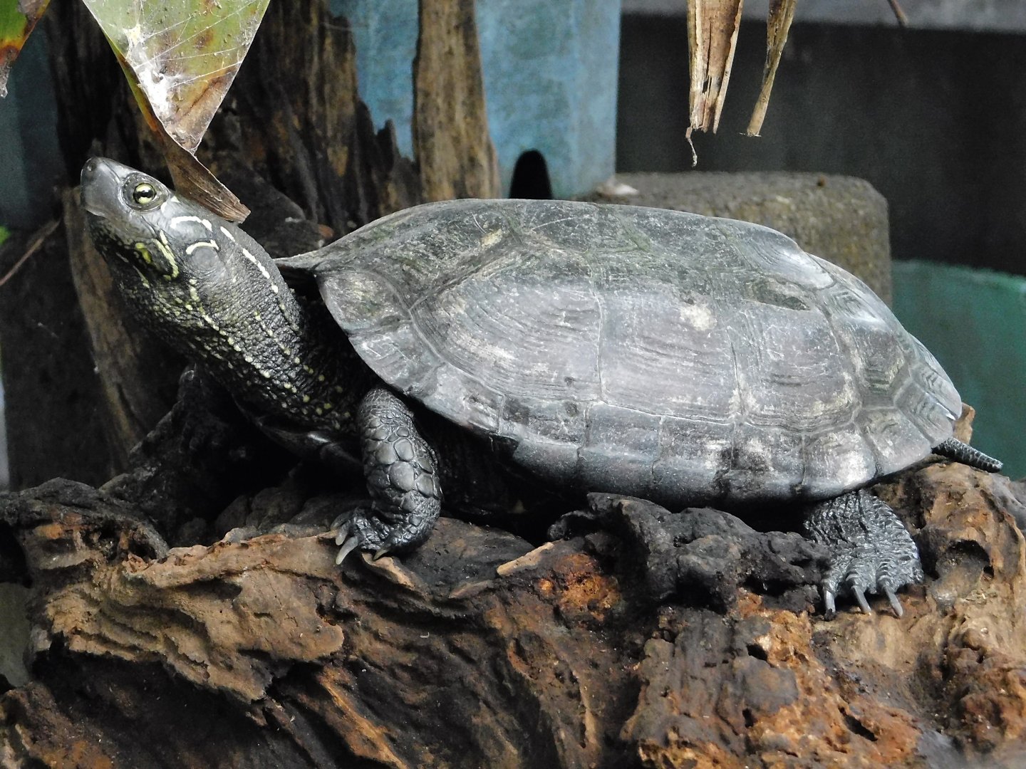 Chinese Pond Turtle (Mauremys reevesii) - Yumemigasaki Zoological Park October 12, 2025