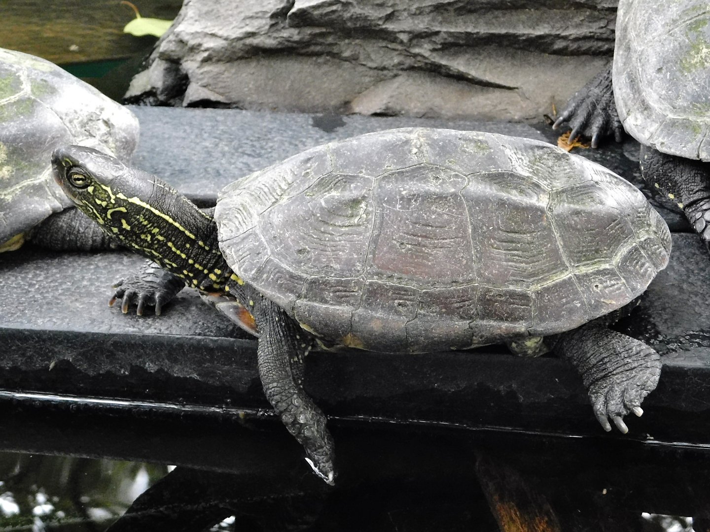 Chinese Pond Turtle (Mauremys reevesii) - Yumemigasaki Zoological Park October 12, 2025