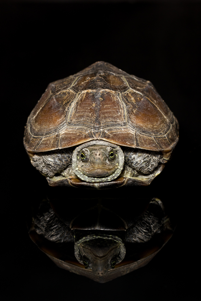 Chinese pond turtle - Mauremys reevesii