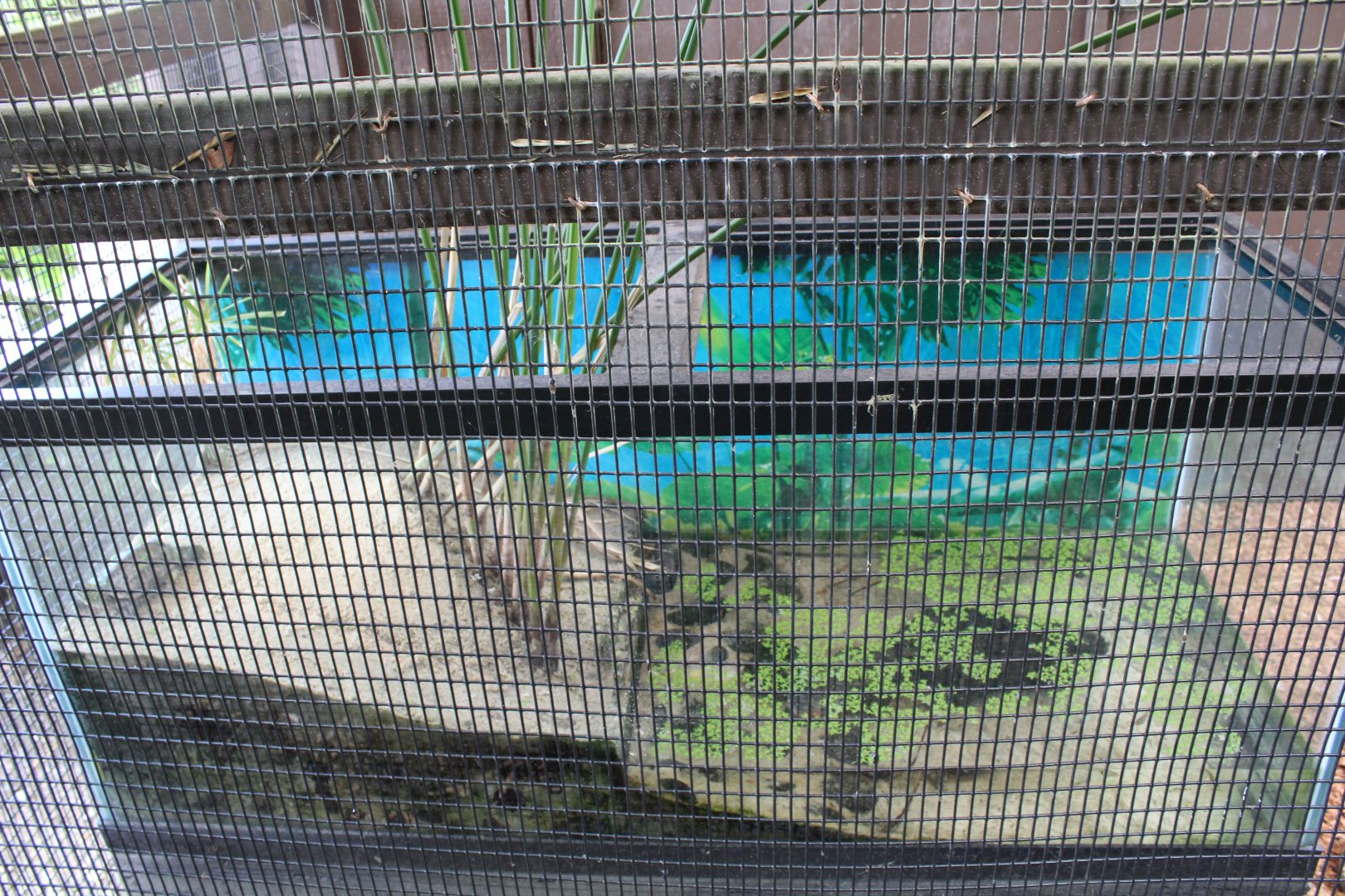 Chinese Pond Turtle Tank